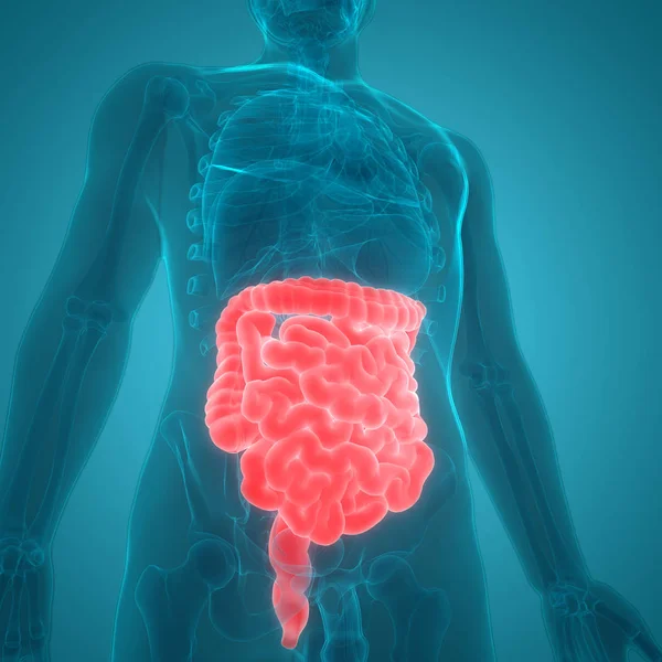 Human Digestive System Large Small Intestine Anatomy View — Stock fotografie