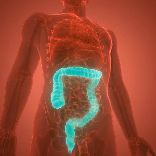 Human Digestive System Large Intestine Anatomy Illustration — ストック写真