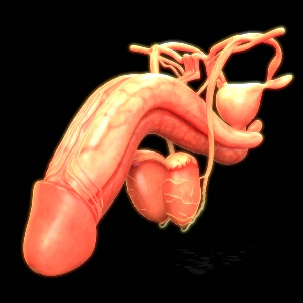 Anatomía Del Sistema Reproductor Masculino Ilustración — Foto de Stock