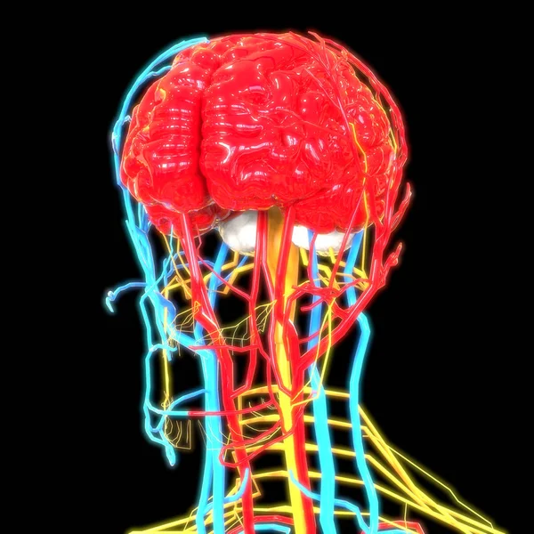 Cérebro Humano Com Sistema Circulatório Ilustração — Fotografia de Stock