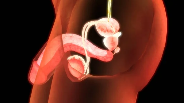 Anatomia Sistema Reprodutor Masculino Ilustração — Fotografia de Stock