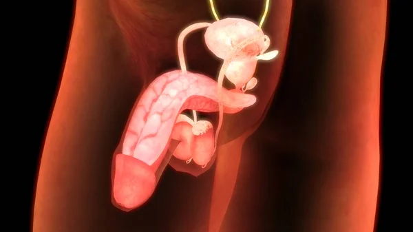 Anatomia Sistema Reprodutor Masculino Ilustração — Fotografia de Stock
