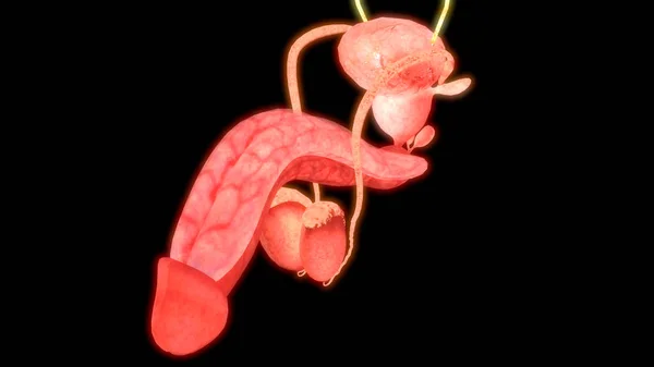 Anatomia Męskiego Układu Rozrodczego Ilustracja — Zdjęcie stockowe