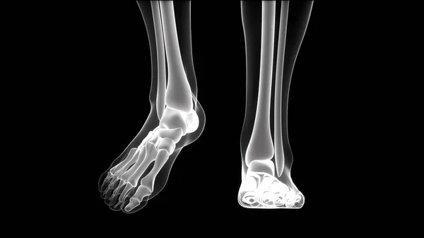 Human Body Bone Joint Pains Tibia Dan Fibula Dalam Bahasa — Stok Foto