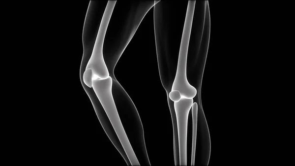 Pijn Gewrichtspijn Van Het Menselijk Lichaam Tibia Fibula Gewrichten Illustratie — Stockfoto