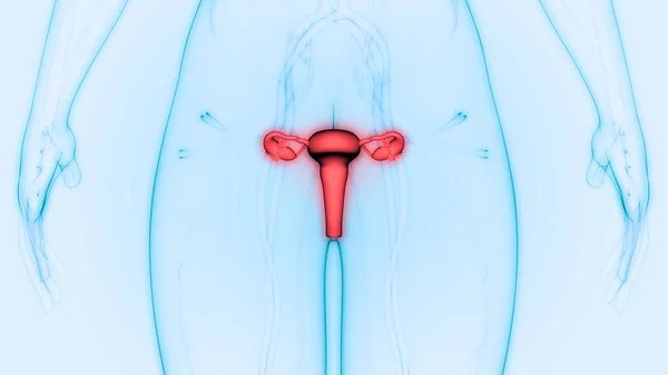 Anatomía Del Sistema Reproductivo Femenino —  Fotos de Stock