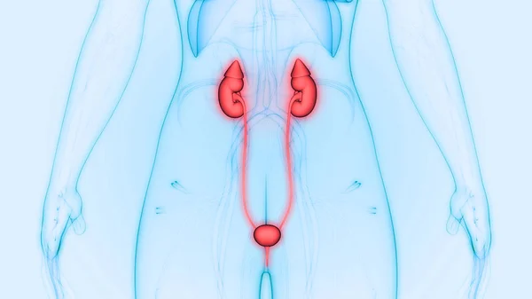 Système Urinaire Humain Reins Avec Anatomie Vessie — Photo