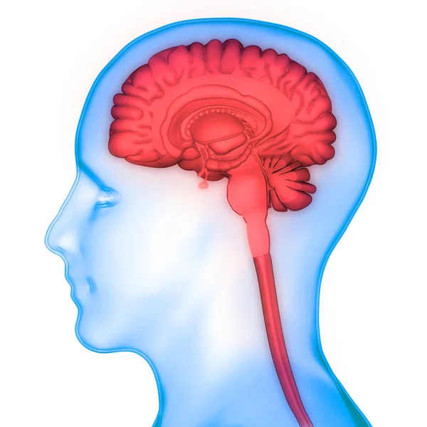 Organo Centrale Anatomia Del Sistema Nervoso Umano — Foto Stock