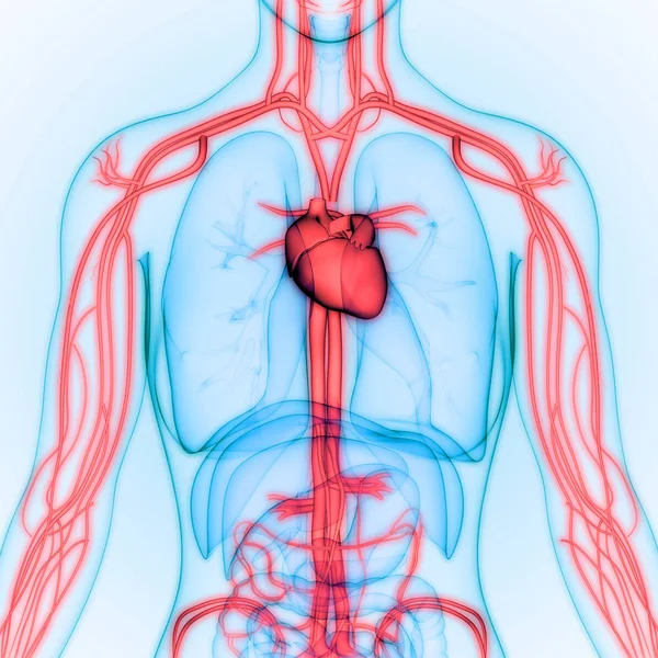 Anatomie Srdce Lidského Oběhového Systému — Stock fotografie