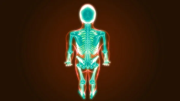 Anatomia Del Sistema Scheletrico Umano Illustrazione — Foto Stock