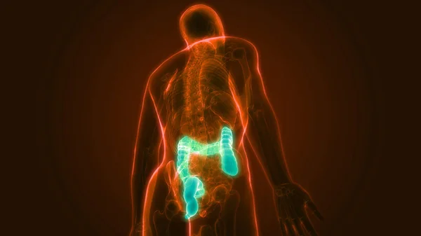 Anatomía Del Intestino Grueso Del Sistema Digestivo Humano Ilustración — Foto de Stock