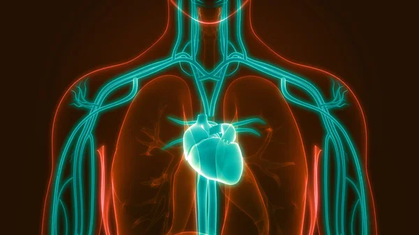 해부학 Human Circulatory System Heart Anatomy — 스톡 사진