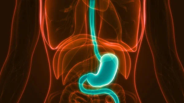 Anatomia Estômago Sistema Digestivo Humano — Fotografia de Stock