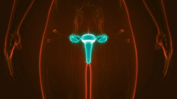 Női Reproduktív Rendszer Anatómia — Stock Fotó