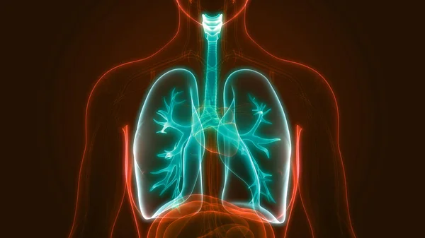 Human Respiratory System Lungs Anatomy — стокове фото