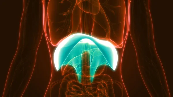 Диафрагма Дыхательной Системы Человека Анатомия Иллюстрация — стоковое фото