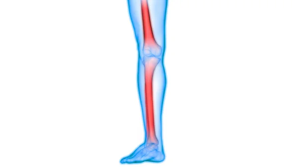人体骨関節痛 脚関節痛 イラスト — ストック写真