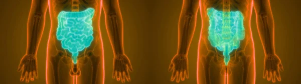 Ludzki Układ Pokarmowy Anatomia Jelito Grube Małe Ilustracja — Zdjęcie stockowe