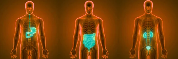 Sistema Digestivo Humano Visão Anatomia Intestinal Grande Pequena — Fotografia de Stock