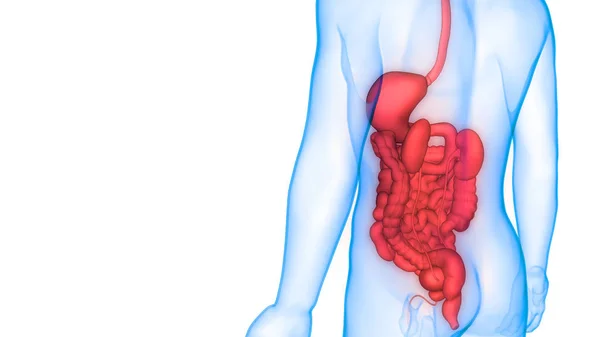 Sistema Digestivo Humano Anatomía Del Intestino Delgado Grueso — Foto de Stock