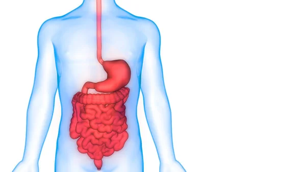 Human Digestive System Large Small Intestine Anatomy View — Stock Photo, Image