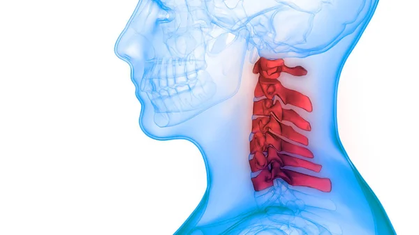 Anatomía Medular Vértebras Cervicales Ilustración — Foto de Stock