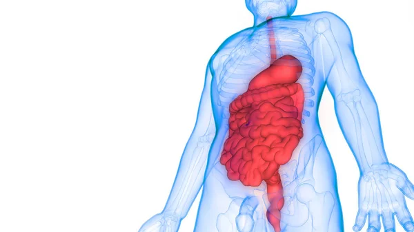 Human Digestive System Large Small Intestine Anatomy View — Stock fotografie