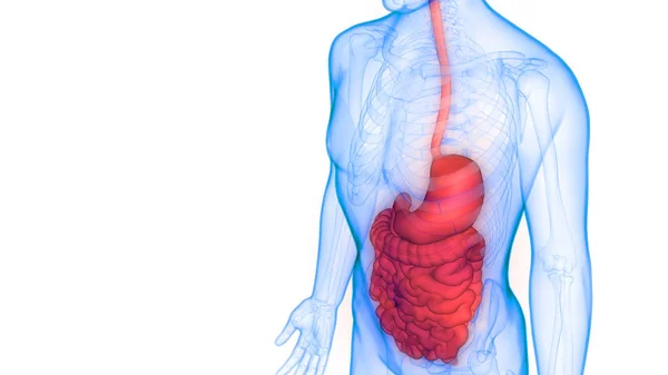 人体消化系统大 小肠胃解剖视图 — 图库照片
