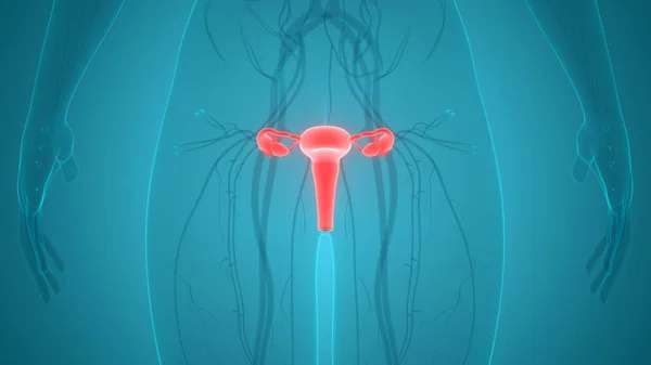 Жіноча Репродуктивна Система Анатомія — стокове фото