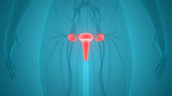 Anatomie Ženského Reprodukčního Systému — Stock fotografie