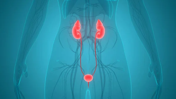 Riñones Del Sistema Urinario Humano Con Anatomía Vesical —  Fotos de Stock