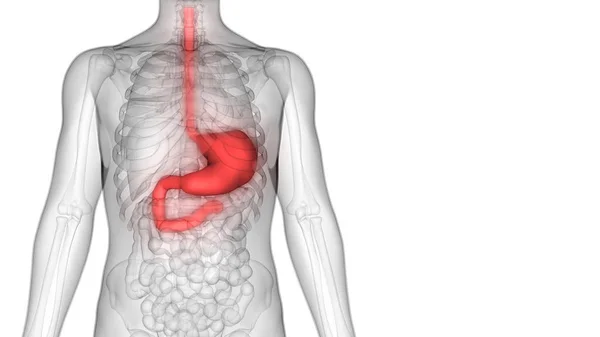 Apparato Digerente Umano Anatomia Dello Stomaco Illustrazione — Foto Stock