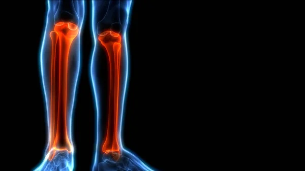Human Body Bone Joint Pains Тібія Фібула Суглоби Illustration — стокове фото
