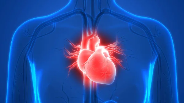 Système Circulatoire Humain Anatomie Cardiaque — Photo