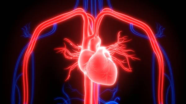 Human Circulatory System Heart Anatomy — Stock Photo, Image