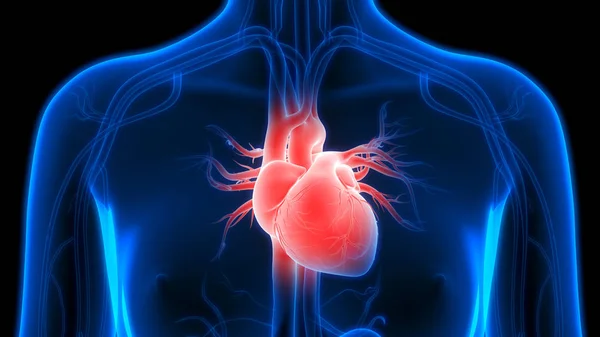 İnsan Dolaşım Sistemi Kalp Anatomisi. Üç Boyut