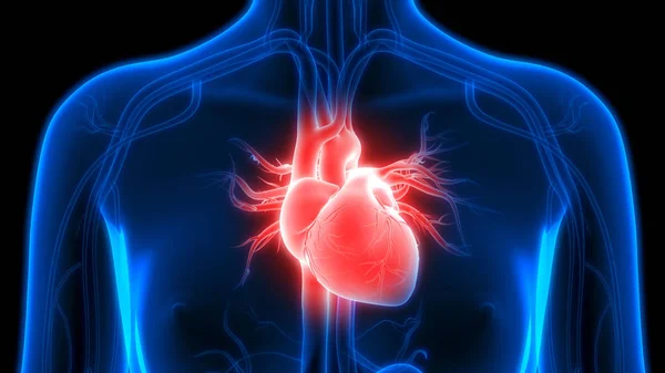 Système Circulatoire Humain Anatomie Cardiaque — Photo