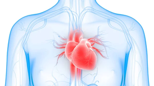 해부학 Human Circulatory System Heart Anatomy — 스톡 사진