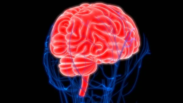 Ανθρώπινη Εγκεφαλική Ανατομία Εικονογράφηση — Φωτογραφία Αρχείου