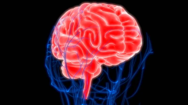 Анатомия Мозга Человека Иллюстрация — стоковое фото