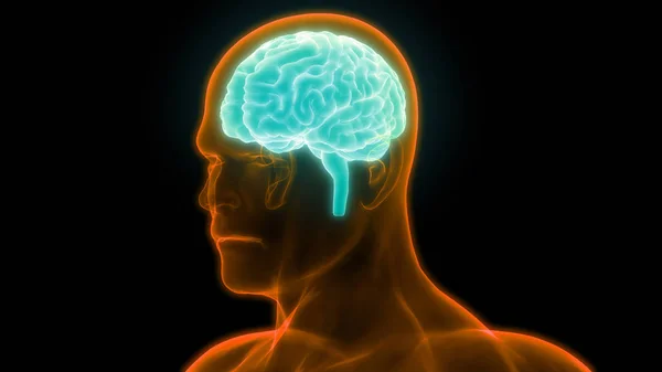 Anatomía Del Cerebro Humano Ilustración — Foto de Stock