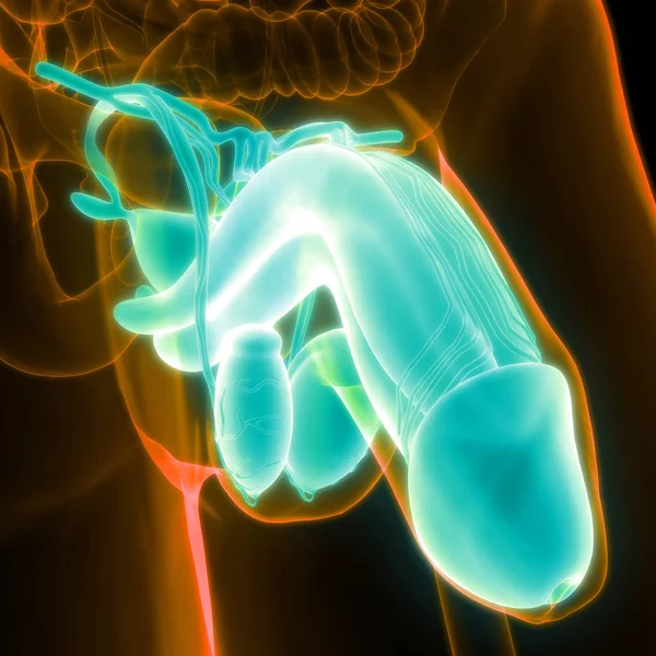 Male Reproductive System Anatomy. 3D - Illustration