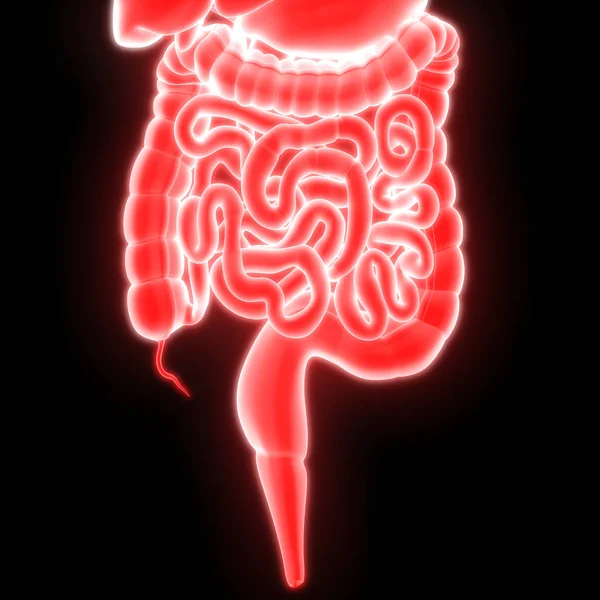 Menselijk Spijsverteringssysteem Grote Kleine Intestine Anatomie Illustratie — Stockfoto