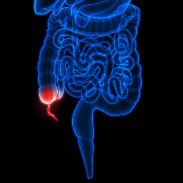 Nsan Sindirim Sistemi Geniş Nce Bağırsak Anatomisi Görüntü — Stok fotoğraf