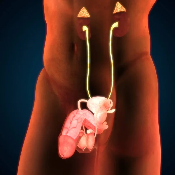 Male Reproductive System Anatomy Illustration — Stock Photo, Image