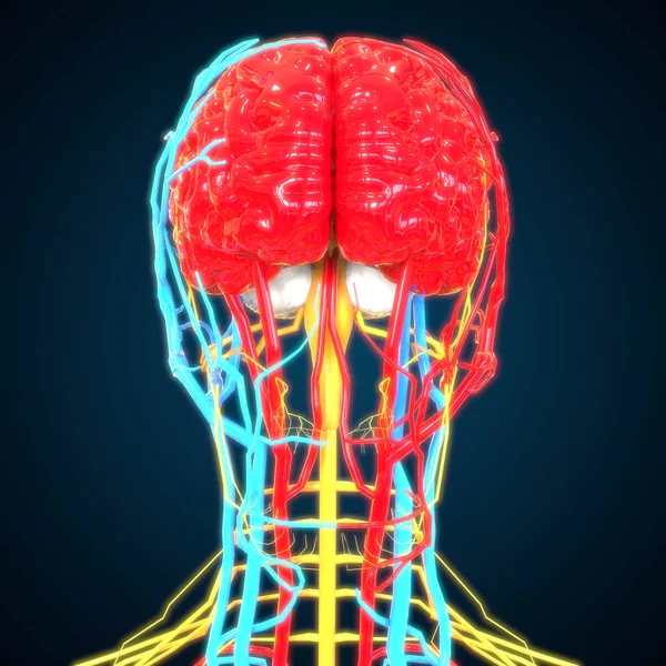 Cerebro Humano Con Sistema Circulatorio Ilustración — Foto de Stock