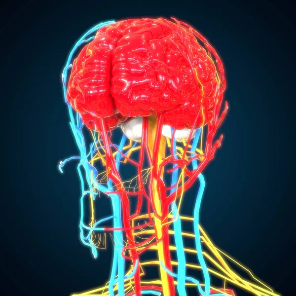 Human Brain with Circulatory System. 3D - Illustration