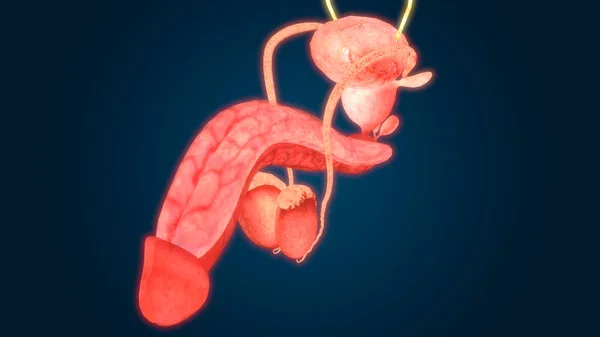 Erkek Üreme Sistemi Anatomisi Görüntü — Stok fotoğraf