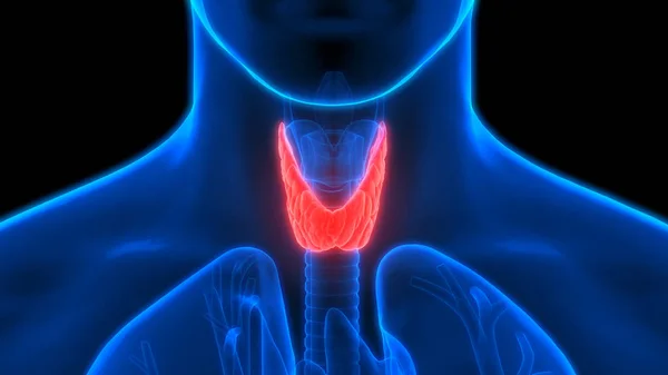 Menselijke Lichaamsklieren Schildklier Anatomie Illustratie — Stockfoto