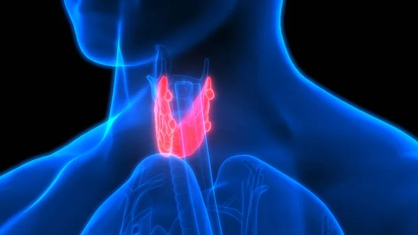 Human Body Glands Thyroid Gland Anatomy Illustration — Photo